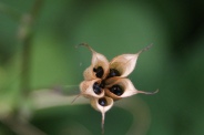 Aquilegia-vulgaris-11-07-2009-9529