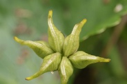 Caltha-palustris-02-06-2012-6580