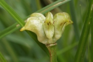 Caltha-palustris-02-06-2012-6584