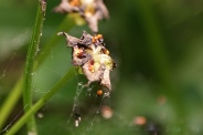 Caltha-palustris-08-07-2010-2487