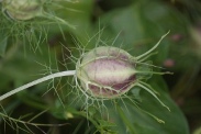 Nigella-damascena-04-08-2010-3790