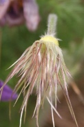 Pulsatilla-vulgaris-05-05-2010-7761