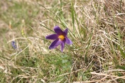 Pulsatilla-vulgaris-18-04-2011-7078