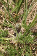 Pulsatilla-vulgaris-18-04-2011-7099