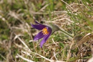 Pulsatilla-vulgaris-18-04-2011-7113