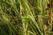 Ranunculus-acris-07-07-2009-8814