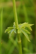 Ranunculus-acris-07-07-2009-8817