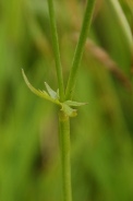 Ranunculus-acris-07-07-2009-8818
