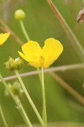 Ranunculus-acris-07-07-2009-8822