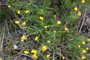 Ranunculus-auricomus-27-04-2010-7340