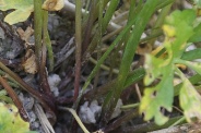 Ranunculus-auricomus-27-04-2010-7346