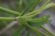 Ranunculus-auricomus-27-04-2010-7351