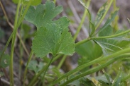 Ranunculus-auricomus-27-04-2010-7352