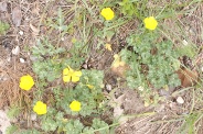 Ranunculus-bulbosus-03-05-2009-1706