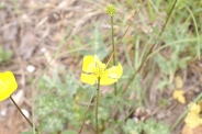 Ranunculus-bulbosus-03-05-2009-1708