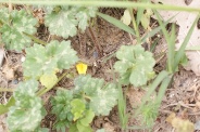 Ranunculus-bulbosus-03-05-2009-1709