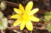 Ranunculus-ficaria-04-04-2009-741