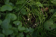 Ranunculus-ficaria-20-04-2011-7223