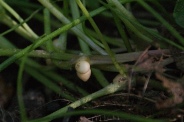 Ranunculus-ficaria-20-04-2011-7225