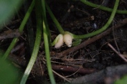 Ranunculus-ficaria-20-04-2011-7227