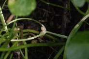 Ranunculus-ficaria-20-04-2011-7230