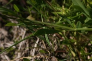 Ranunculus-flammula-02-06-2011-9385