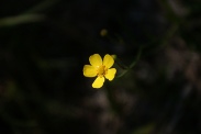 Ranunculus-flammula-02-06-2011-9390
