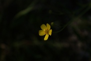 Ranunculus-flammula-02-06-2011-9391
