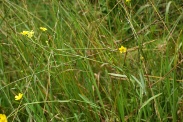 Ranunculus-flammula-09-07-2009-9144