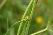 Ranunculus-flammula-09-07-2009-9155