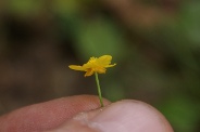 Ranunculus-flammula-11-07-2011-1522