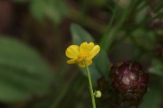 Ranunculus-flammula-11-07-2011-1525