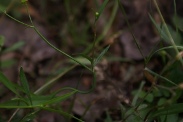 Ranunculus-flammula-11-07-2011-1538