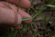 Ranunculus-flammula-11-07-2011-1540