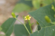 Ranunculus-sceleratus-27-07-2010-3145