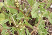 Ranunculus-tuberosus-03-05-2009-1738