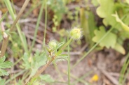 Ranunculus-tuberosus-03-05-2009-1740