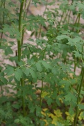 Thalictrum-flavum-06-06-2009-3857