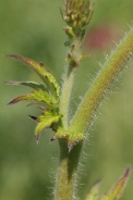Agrimonia-eupatoria-01-06-2011-8871