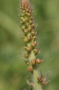 Agrimonia-eupatoria-01-06-2011-8873