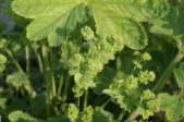 Alchemilla-vulgaris-24-04-2009-1458