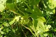 Alchemilla-xanthochlora-05-07-2009-8649