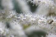 Aruncus-dioicus-07-06-2009-4313