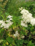 Filipendula-ulmaria-6-5-09-07-2008