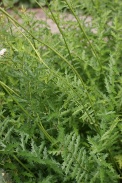 Filipendula-vulgaris-06-06-2009-3932