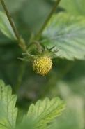 Fragaria-vesca-04-06-2009-3589