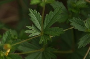 Potentilla-tormentilla-02-06-2012-6823