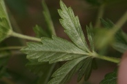 Potentilla-tormentilla-02-06-2012-6831