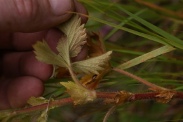 Potentilla-norvegica-11-07-2011-1617