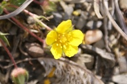 Potentilla-verna-01-05-2010-7524